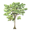 Obeche tree (Triplochiton scleroxylon)